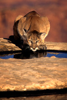 Simba watering hole